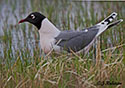 Larus pipixcan